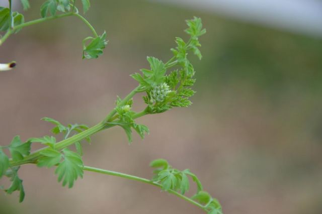 Fumaria capreolata / Fumaria bianca